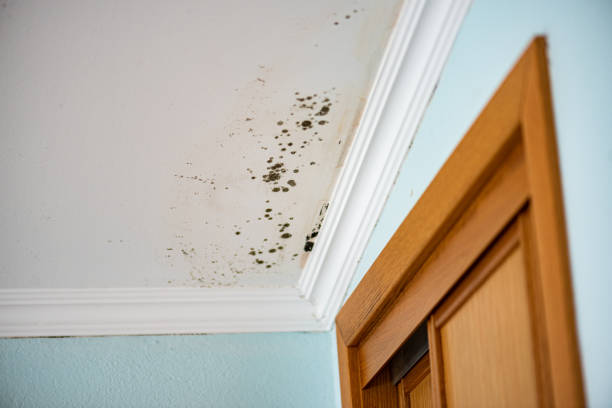Best Emergency Mold Remediation in Slinger, WI