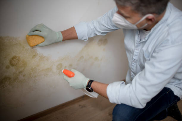 Best Industrial Mold Remediation in Slinger, WI