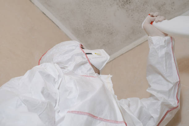 Best Black Mold Remediation in Slinger, WI