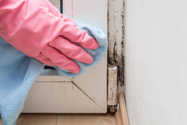 Best Industrial Mold Remediation in Slinger, WI